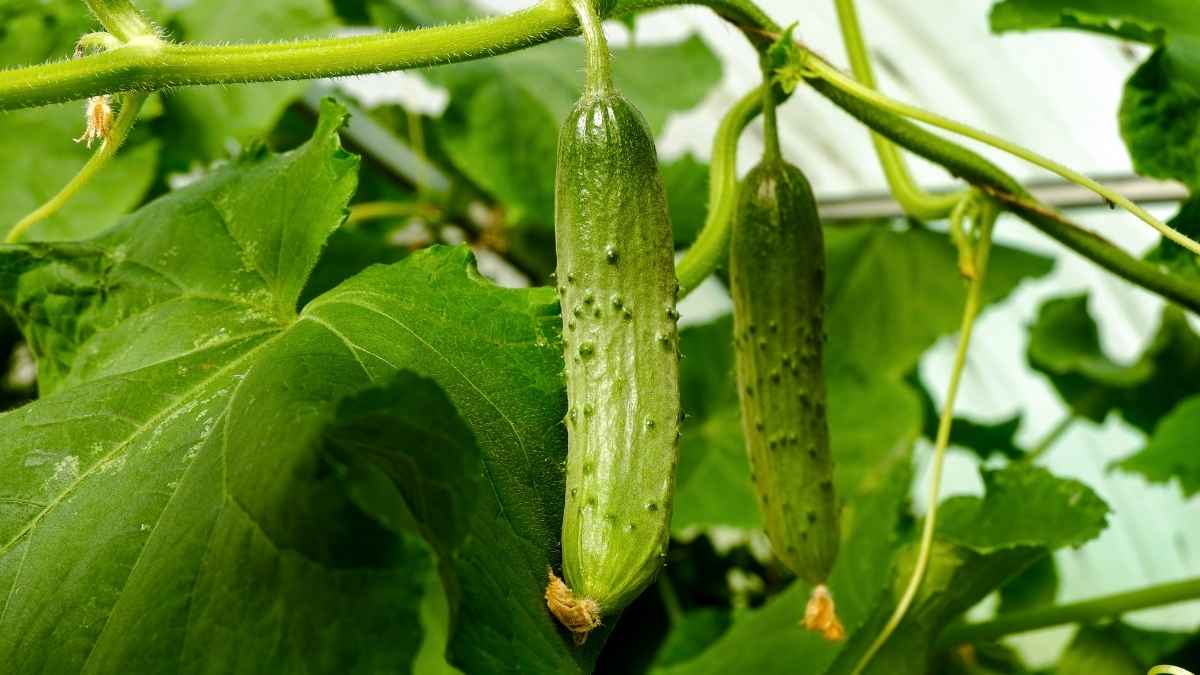 Cucumbers in six months