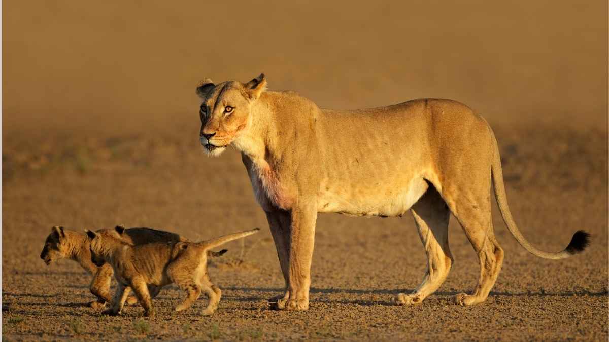 Does a Lioness Lay Eggs?