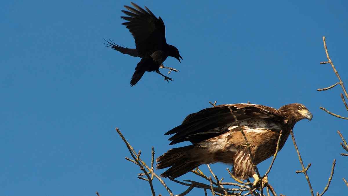 Eagle and Crow: A Life Lesson