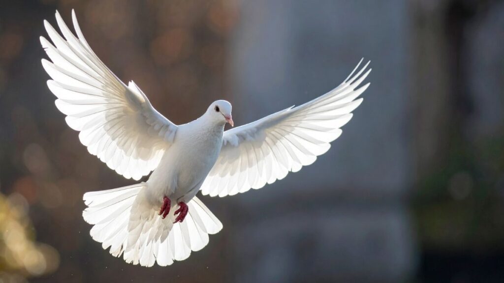 In This Temporary World: Trust in Your Wings