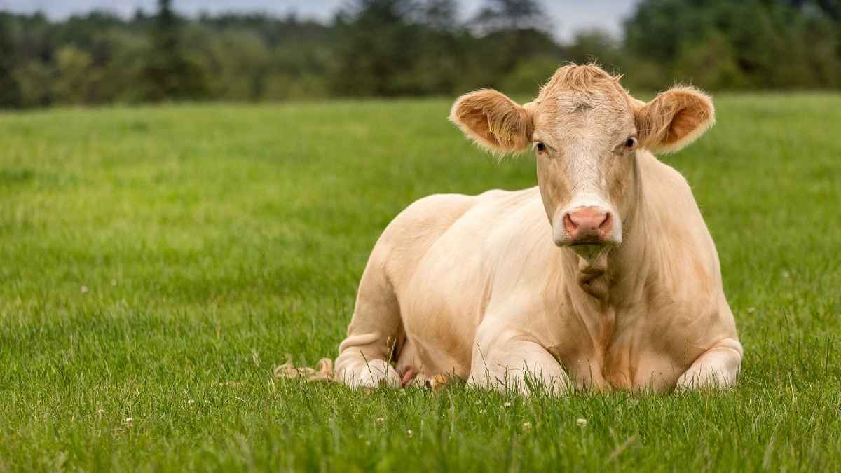 Proof of the Cow against the Lion