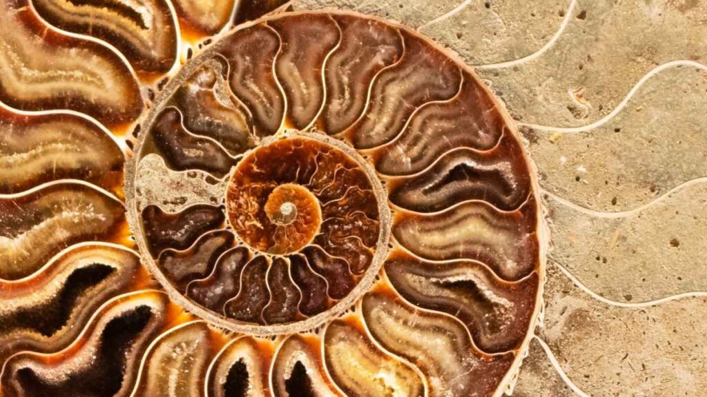 Reflections on the theory of evolution as a cultural dogma