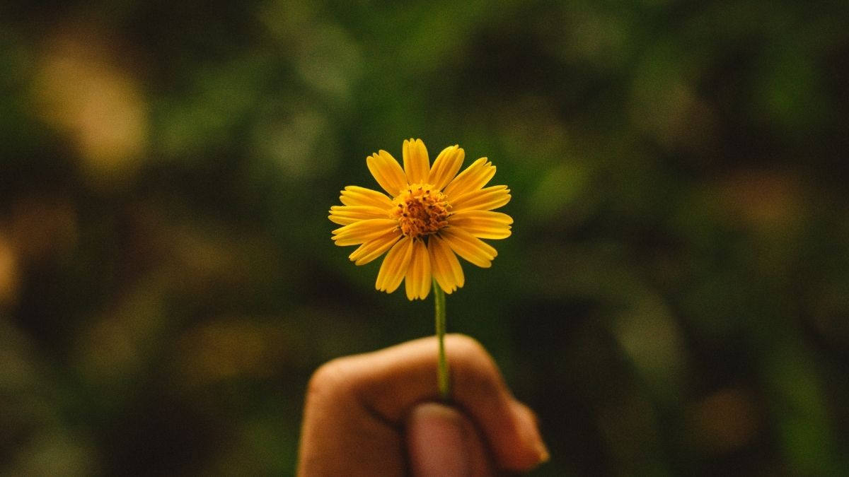Reminder: I am a flower, and I rejoice in the spring