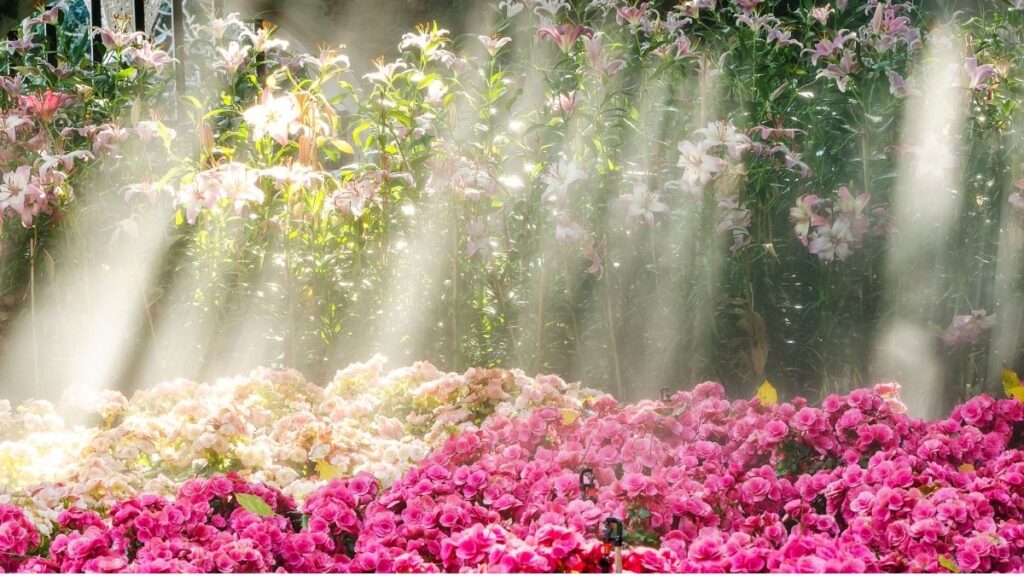 Reminder: I long to enter the garden of bliss