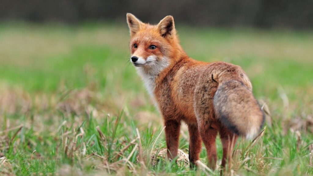 The Tale of the Fox’s Tail is False