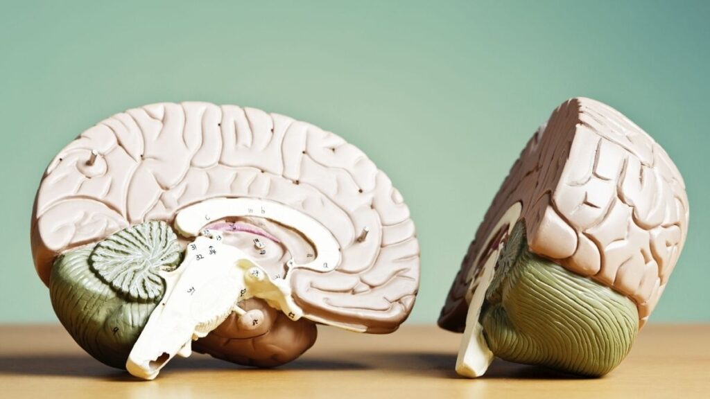 A Mind for Display